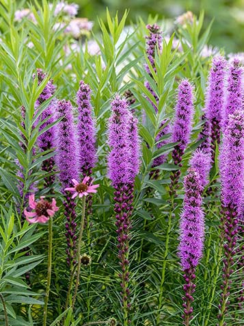 De Liatris spicata is er met paarse of witte bloemen die boven fijn beveerde stelen groeien