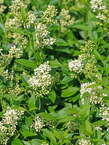 geurende witte bloemen van de Liguster