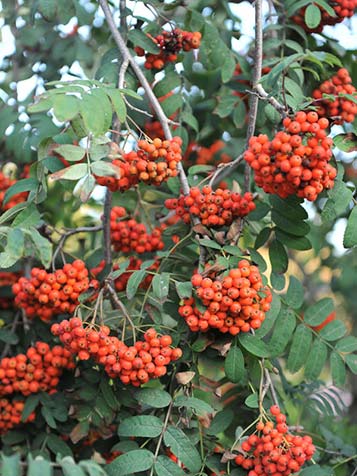 oranje bessen in de boom