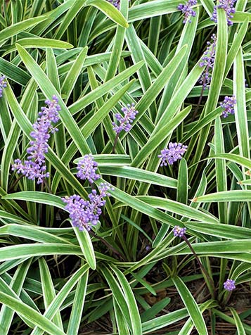 Liriope muscari staat graag in de schaduw of halfschaduw en is daarnaast ook nog eens goed bestand tegen de droogte