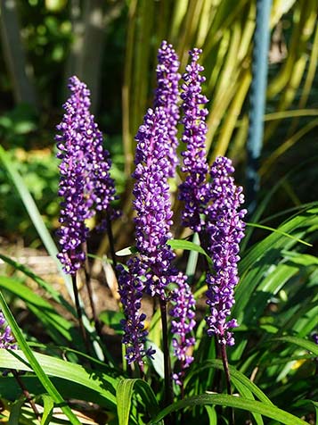 Liriope is een van de weinige groenblijvende planten met een uitbundige bloei