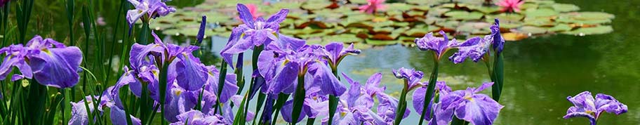 De lis is een vaste plant die vaak wordt geassocieerd met een waterrijke omgeving