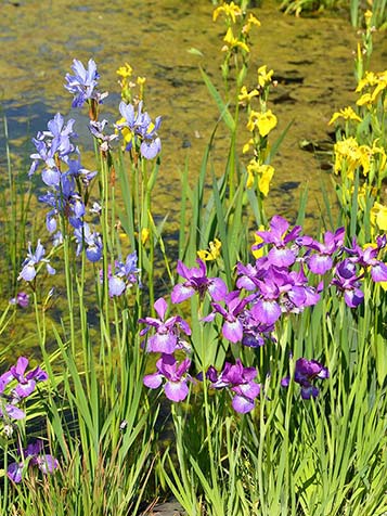 De bloemen van een lis zijn in talrijke kleuren en kleurstellingen verkrijgbaar