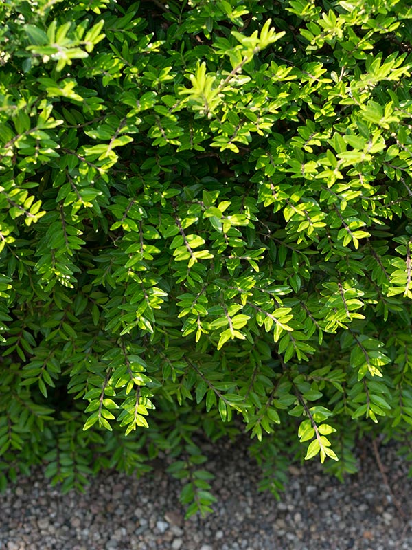 Fris groene kleur van de lonicera het hele jaar door in de tuin