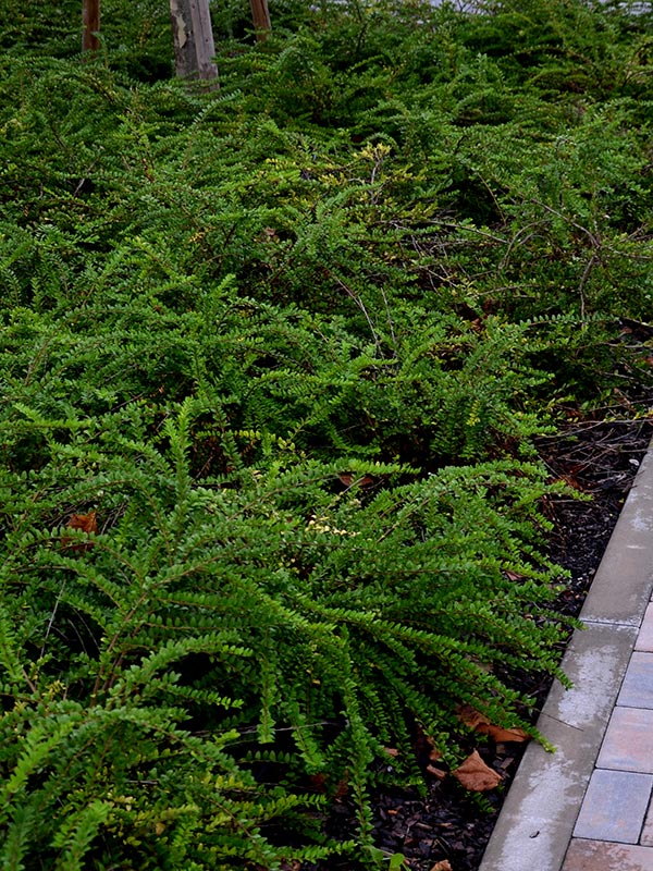 kleine fijne groen blad van de lonicera snoeien