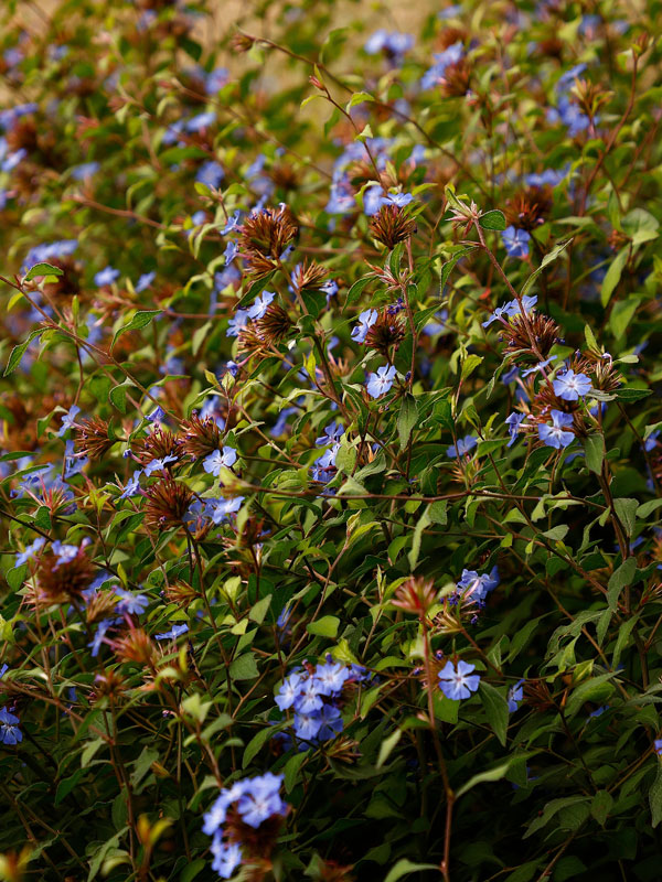Loodkruid bloeit in de zomer en het najaar met blauwe bloemen die veel vlinders en bijen trekken
