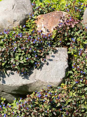 De bodembedekkende variant van loodkruid vormt een mooi tapijt vol bloemen in de nazomer en het najaar
