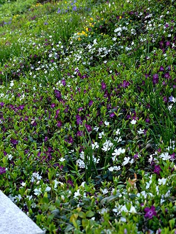 Maagdenpalm wordt ook wel vinca minor genoemd groen met blauw bloemetje