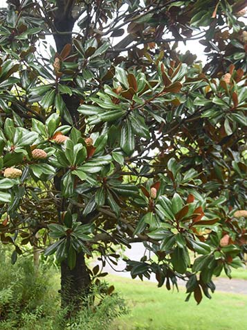 magnolia grandiflora is winterhard en groeit uit tot een grote boom