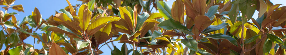 magnolia grandiflora is een groenblijvende boom of struik behoud zijn bladeren