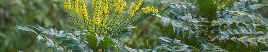 mahonia struik groeit zowel in de zon als schaduw