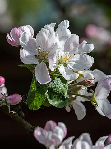 In het voorjaar bloeit de malus domestica met roze-witte bloesem die aangenaam geurt