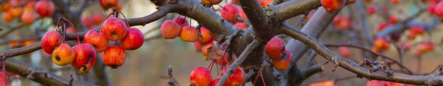 Malus Evereste is een bekende sierappel met kleurrijke oranje-rode appeltjes in het najaar