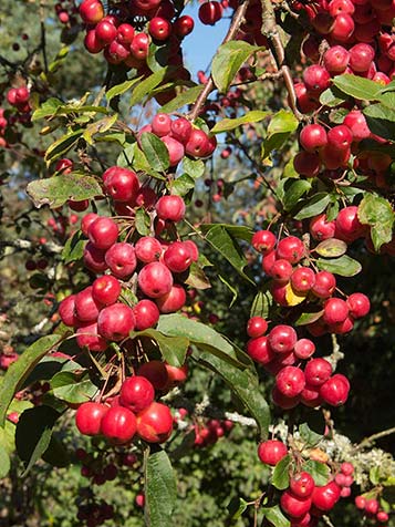 Een malus red sentinel laat zich goed snoeien en kan zo in elk gewenst formaat worden teruggesnoeid