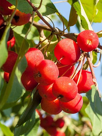 De vruchten van de Malus Red Sentinel zijn niet giftig maar ook niet echt geschikt om te eten