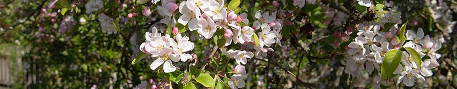 De Malus Red Sentinel krijgt in het voorjaar prachtige bloesems waaruit zich tijdens de zomer kleine siervruchten ontwikkelen