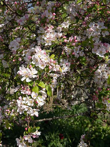 Red Sentinel is een kleine boom die geschikt is voor zowel de kleine als grote tuin. Geef deze malus een plek in de zon