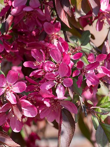 Er zijn zowel wit als diep roze bloeiende soorten van de Malus toringo