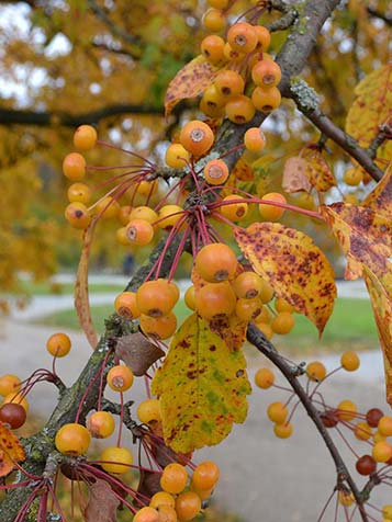 De meest bekende Malus toringo geeft prachtige goudgele appeltjes die nadat het blad is gevallen goed zichtbaar worden