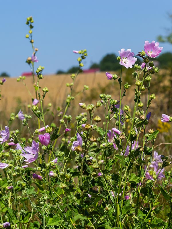 Lavetera is er in verschillende hoogtes en kleuren, roze paars wit