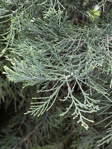 Het loof van mammoetbomen blijft jaarrond aan de boom zitten. Ook in de winter blijft deze boomsoort dus groen