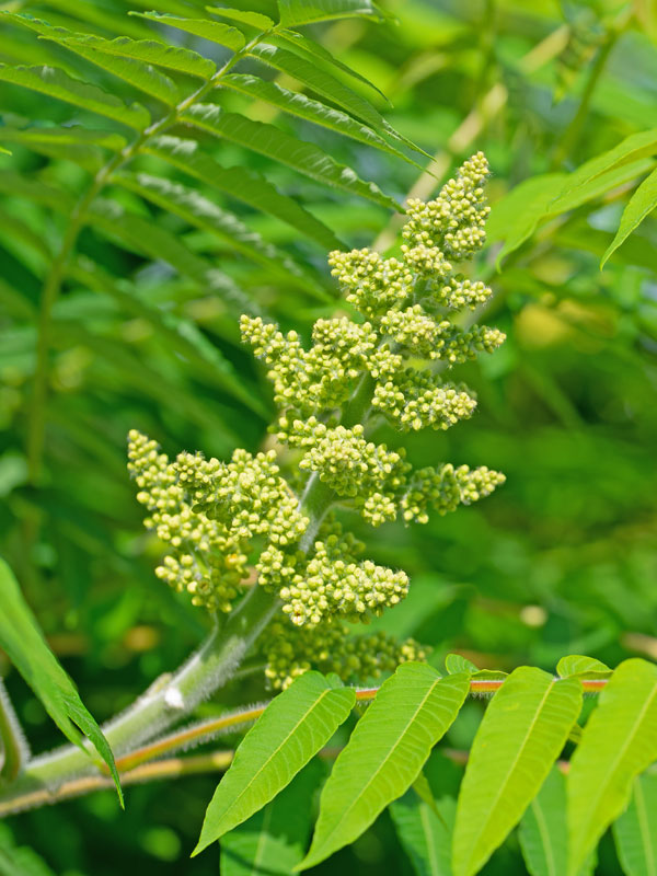 De fluweelboom heeft een samengesteld fijn blad 