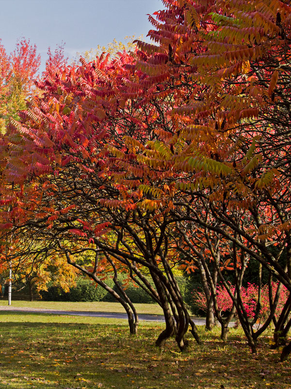 rood oranje kleuren in het najaar van de fluweelboom rhus