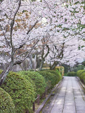 De Japanse sierkers is geschikt voor elke tuin omdat er verschillende modellen/soorten verkrijgbaar zijn