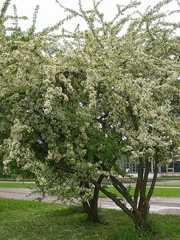 Oudere bomen van de Malus toringo geven de tuin veel karakter door hun vaak grillig groeiende kroon