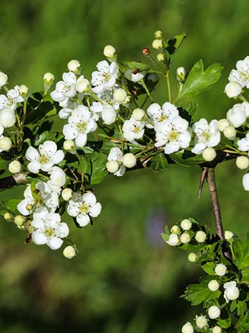 witte bloemetjes van meidoorn