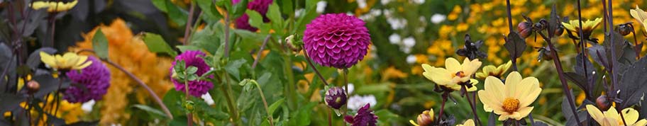 Dahlias gecombineerd in de border