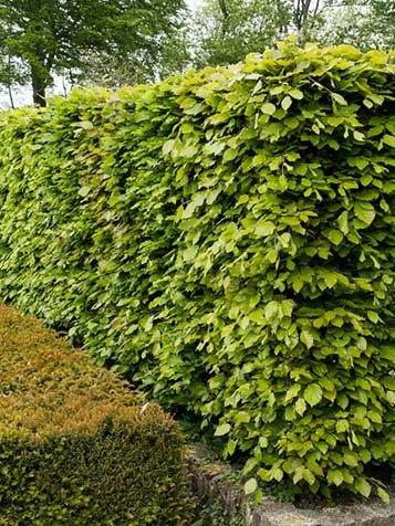 groene beukenhaag snoeien in een strakke vorm