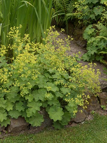 Vrouwenmantel is een sterke plant