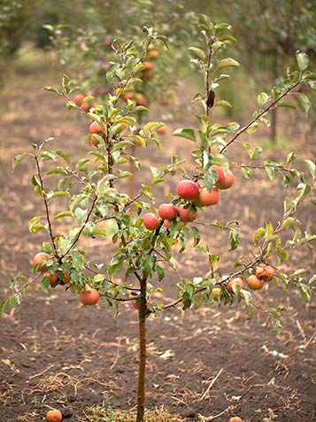 klinker Doodskaak Koppeling Mini fruitbomen | Tuinplantenwinkel.nl