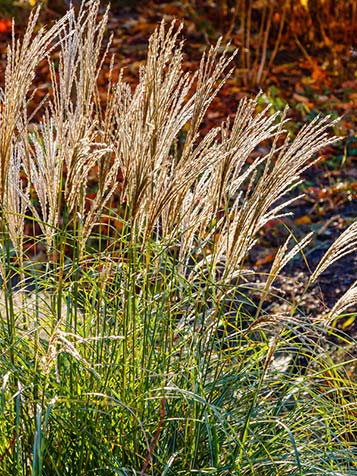 siergrassen zoals de miscanthus kunt u goed combineren met andere vaste planten