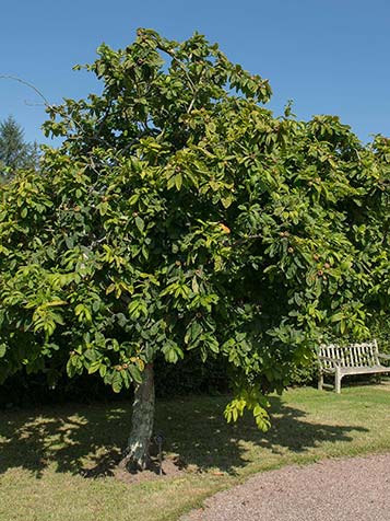 de mispel als mini boom of struik in de tuin