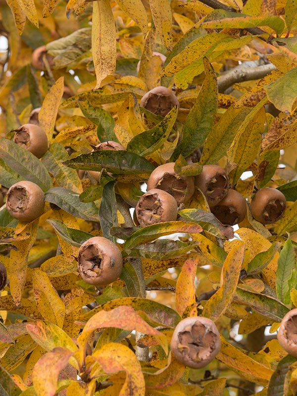 Mispelbomen zijn kleine bomen die geschikt zijn voor iedere tuin