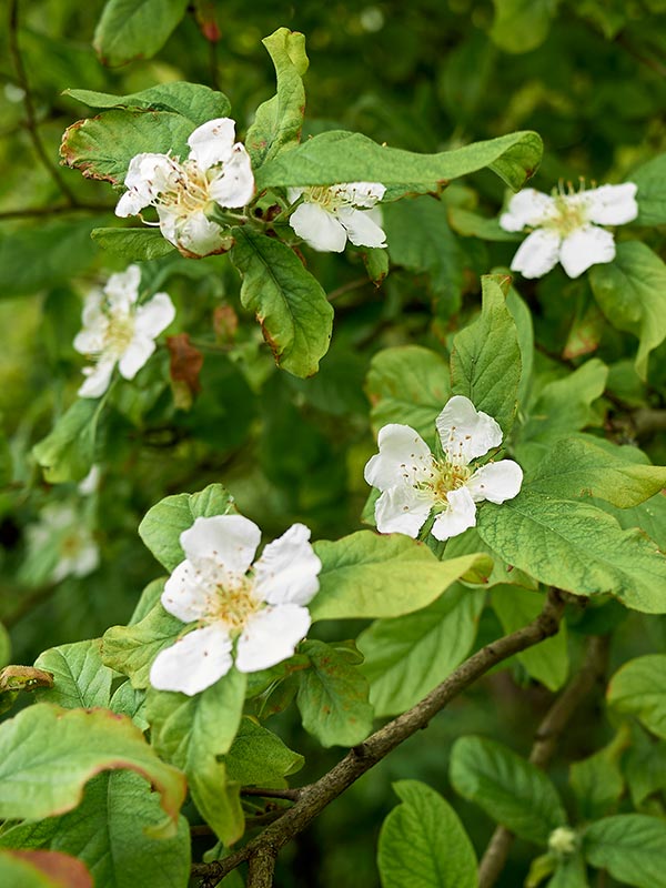 De bloei van mispelbomen valt in het voorjaar en bestaat uit enkelvoudige vrij grote witte bloemen