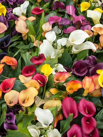 fleurig en kleurrijke tuin met aronskelk