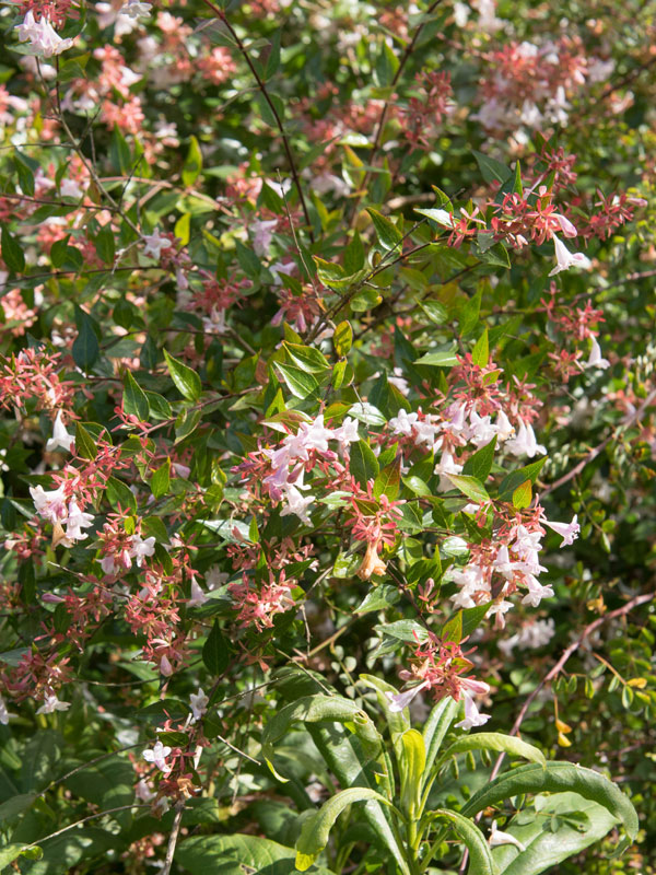 De meeste bloeiende heesters geven bloemen in de lente of tijdens de zomer, maar er zijn ook winterbloeiende heesters