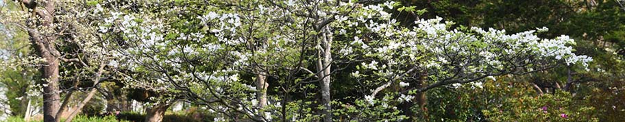 Cornus florida bloeit vroeg in het voorjaar voordat het blad aan de struik verschijnt