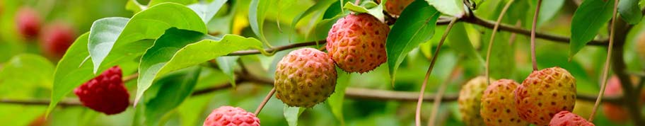 In de herfst vormen zich vruchten aan de Cornus kousa welke zelfs eetbaar zijn