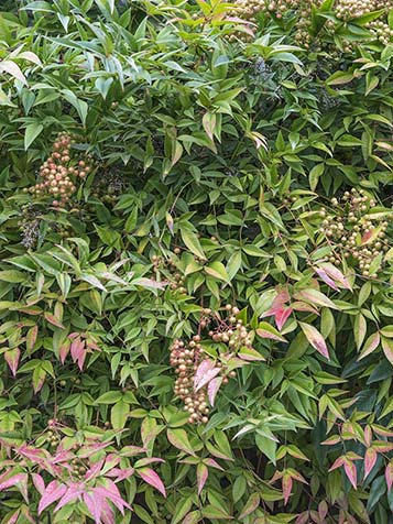 De planten van Nandina domestica zijn beresterk, goed winterhard en groeien gemakkelijk op bijna elke grond
