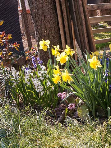 narcissen met hyacinten