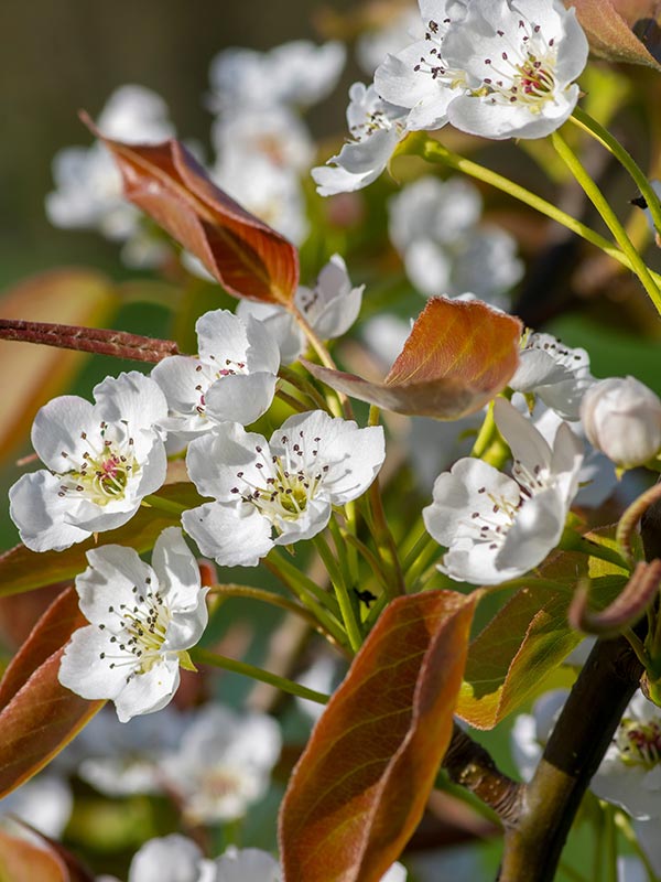 In het voorjaar bloeit de nashipeer met vrij grote bloesems