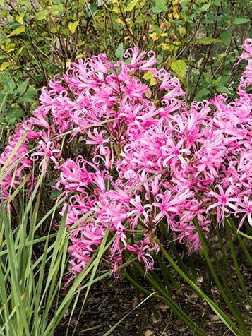 Nerine is winterhard maar let op bij strenge vorst 