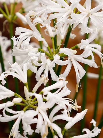 de Nerine bloembollen is kniplelie fijne bloem