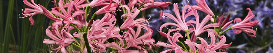 nerine is een bloembol die je plant tussen de maand maart en mei