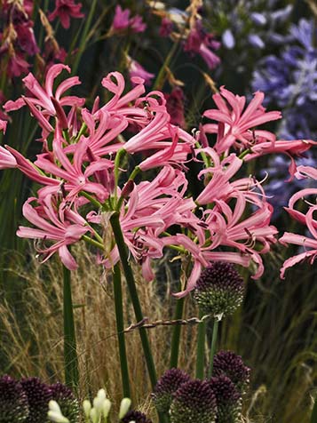 Nerine gecombineerd samen met een allium uienbol