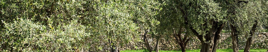 Het grijsgroene blad van de olijfbomen geeft uw tuin direct een Mediterraans tintje